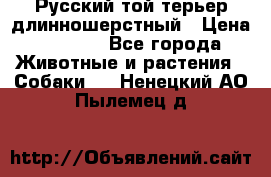 Русский той-терьер длинношерстный › Цена ­ 7 000 - Все города Животные и растения » Собаки   . Ненецкий АО,Пылемец д.